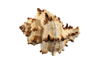 The conch of gastropoda mollusk shell  isolated by pen.