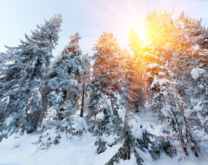 Fantastic landscape glowing by sunlight. Natural park. Carpathian, Ukraine, Europe. Beauty world. Happy New Year!!