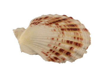 The conch cockleshell of bivalve mollusk isolated by pen.
