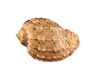 The cockleshell with natural ornate close-up isolated. The conch of gastropoda mollusk isolated by pen.