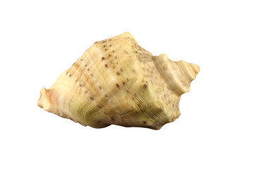 The conch of gastropoda mollusk Rapana thomasiana isolated by pen.