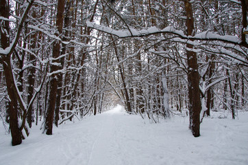 Beautiful winter landscape in forest with pine trees, sun and snow.