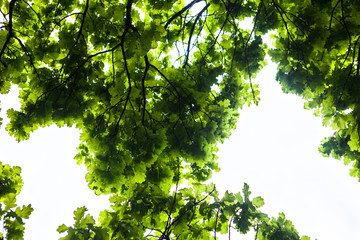 Green branches of the oak tree