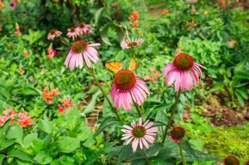beautiful pink flower