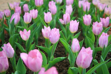 Pink  tulips