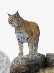 lynx