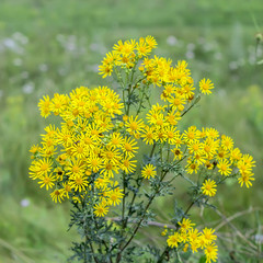 Jacobea vulgaris or Senecio Jacob ( лат. Jacobaea vulgaris, Senecio jacobaea L.)