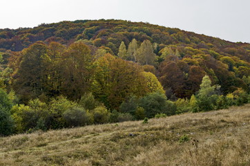 Fototapeta na wymiar Colorful autumn landscape in the Vitosha mountain, Bulgaria