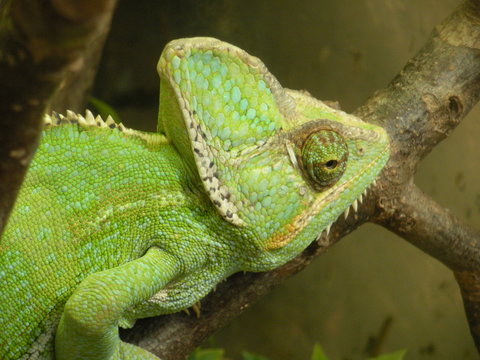 chameleon on a branch in a zoo