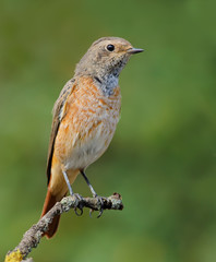 Bluethroat posing in striped plumage