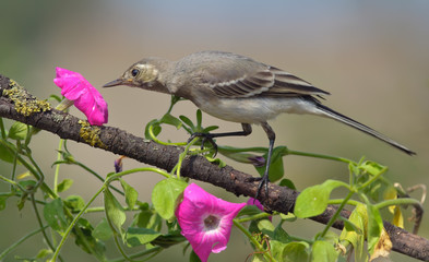 White wagtail gets a sniff of a flower