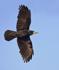 Rook flying in the blue sky