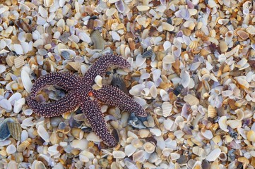 Starfish on the Beach with Seashells