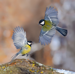 Great tit flight display