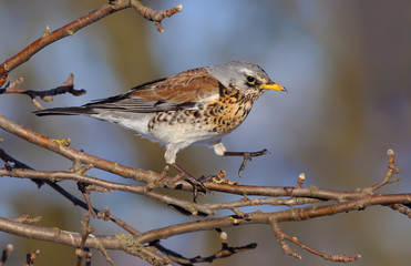 Fieldfare straddling on apple-tree's branch