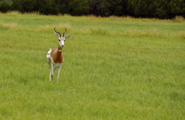 Beautiful Addra Gazelle walking across grassland