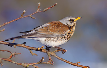 Fieldfare posing on an appletree