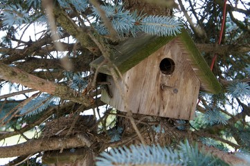 Wooden Bird House in a Blue Spruce Tree