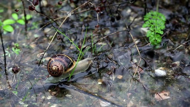 Brown snail crawling on a puddle of water in nature on a rainy day
