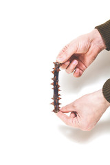 Thorny stem of rose in hands of men