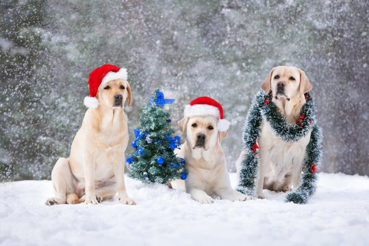 Three labrador dogs posing with Christmas tree in the snow