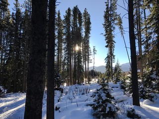 Snowy sunrise through the trees