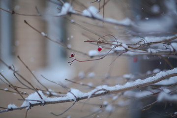 ветки с лесу зимой 