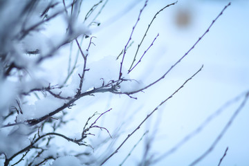 Fototapeta na wymiar ветки с лесу зимой 