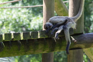 Spiker monkey resting at the zoo