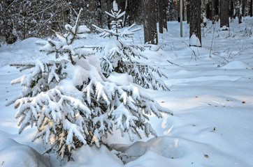 Small snow-covered Christmas trees