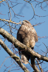 Common Buzzard, Buteo buteo