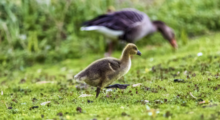 erster Gehversuch ohne Mama