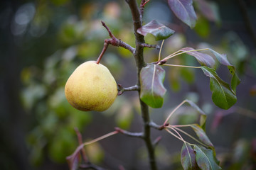 Pear hanging on a branch