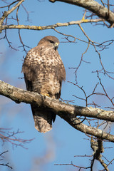 Common Buzzard, Buteo buteo