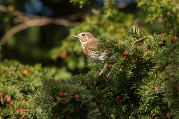 Mistle Thrush, Song Thrush, Turdus viscivorus