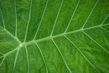green elephant ear leaf  closeup 