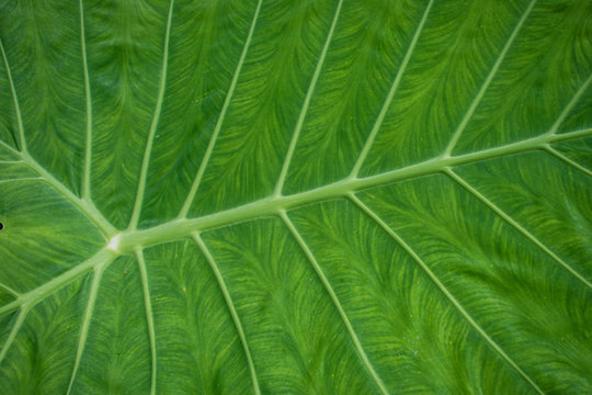 Fototapeta green elephant ear leaf  closeup 