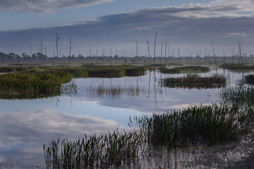 Sunrise at pond in Babcock Wildlife Refuge, Florida