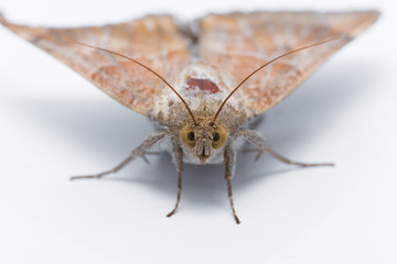 Moth comprise a group of insects related to butterflies, Close up of Cricula Silkmoth (Cricula Trifenestrata), isolated on white background