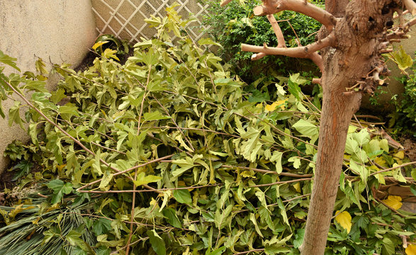 Poda de invierno.
&Aacute;rboles y plantas de jard&iacute;n preparadas para el invierno.
