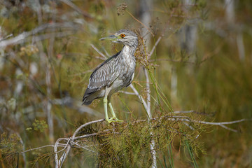 Juvenile Yellow crowned Night-Heron, Everglades, Florida
