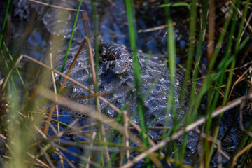 Baby alligator resting on its mother’s back, Everglades Nation