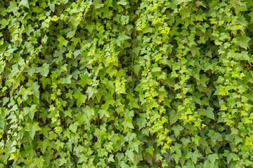 Green leaf plant cover and climb a wall background
