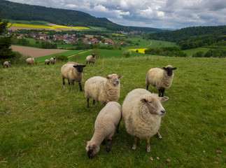 Obraz premium Grazing sheeps in a pasture, Germany