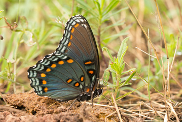 Red-Spotted Purple Admiral feeding on minerals on the ground