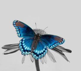 Red-spotted Purple Admiral on Echinacea flower, color spot on black and white