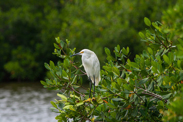 Cattle Egret at Ding Darling National Wildlife Refuge, Florida