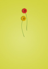 gerbera flower on color background