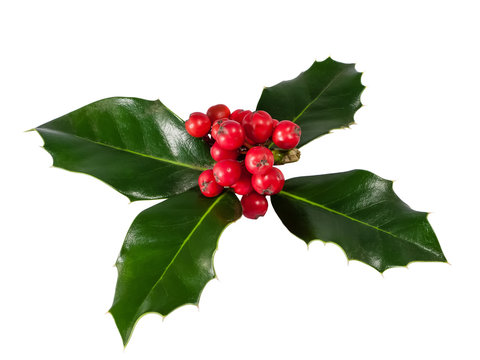 Holly Berry isolated on white background