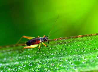 grasshopper on the grass leaf in moring light